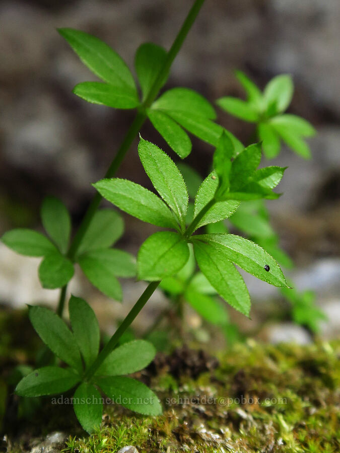 three-flowered bedstraw leaves (Galium triflorum) [Old River Road, Yakima County, Washington]