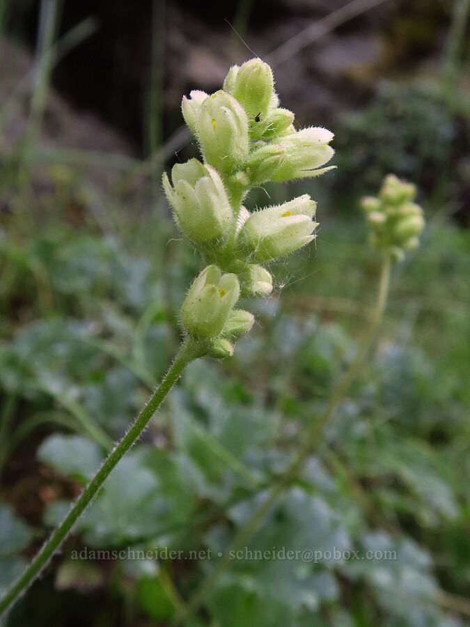 round-leaf alumroot (Heuchera cylindrica) [Old River Road, Yakima County, Washington]