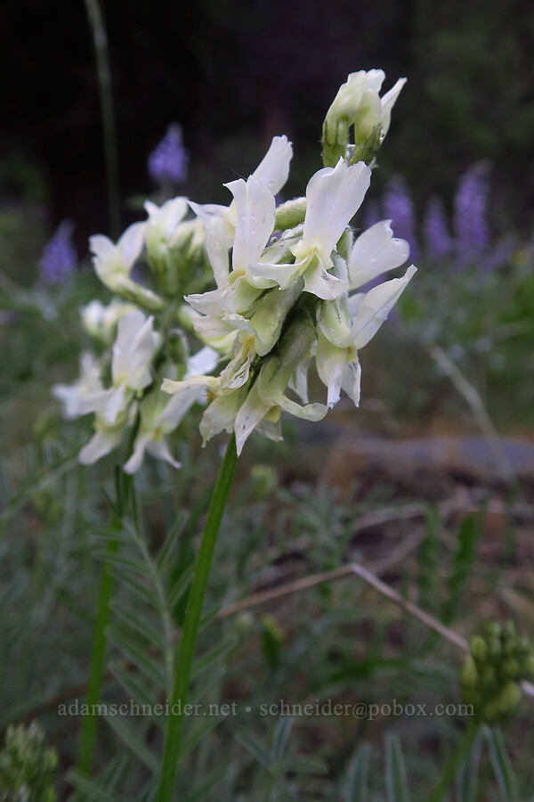 Yakima milk-vetch (Astragalus reventiformis) [Old River Road, Yakima County, Washington]
