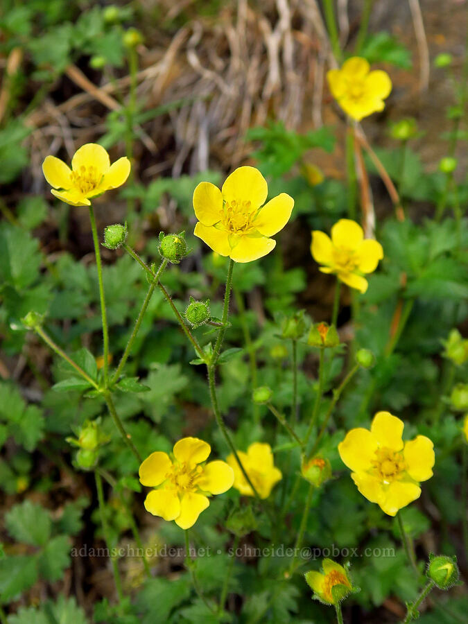 sticky cinquefoil (Drymocallis glandulosa var. glandulosa (Potentilla glandulosa)) [Highway 410, Yakima County, Washington]