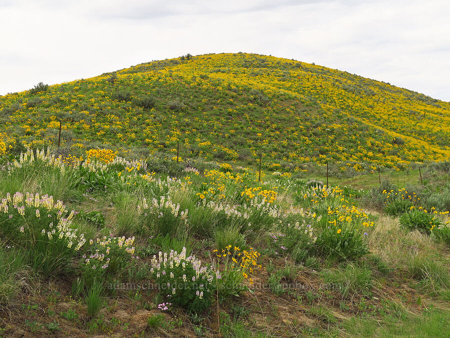 spurred lupines & arrow-leaf balsamroot (Lupinus arbustus, Balsamorhiza sagittata) [U.S. Highway 95, Washington County, Idaho]