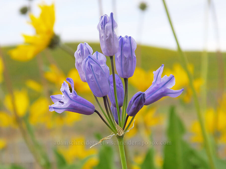 large-flowered cluster lily (Triteleia grandiflora var. grandiflora (Brodiaea douglasii)) [U.S. Highway 95, Washington County, Idaho]