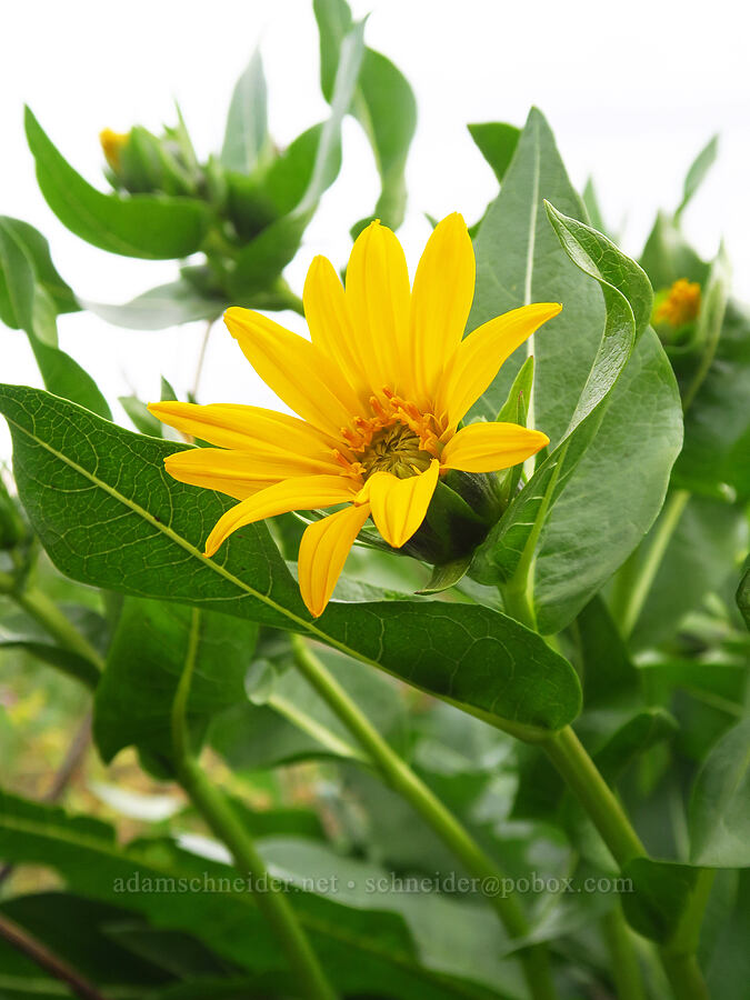 northern mule's-ears (Wyethia amplexicaulis) [U.S. Highway 95, Washington County, Idaho]