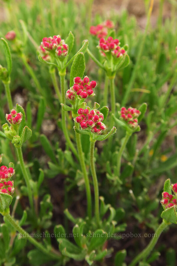 Weiser wild buckwheat, budding (Eriogonum sphaerocephalum var. fasciculifolium (Eriogonum fasciculifolium)) [U.S. Highway 95, Washington County, Idaho]