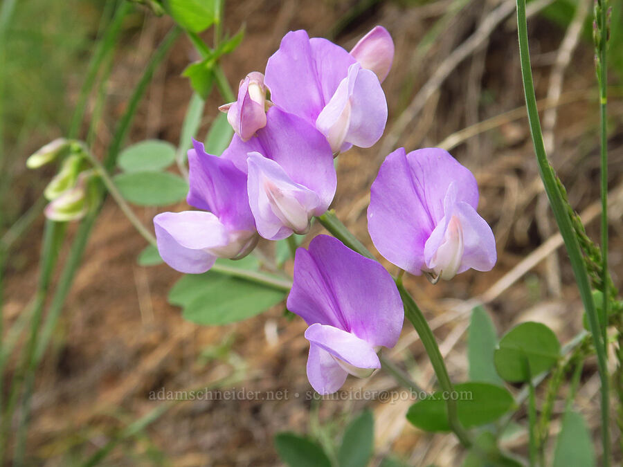 few-flowered pea-vine (Lathyrus pauciflorus) [Seid Creek Road, Payette National Forest, Washington County, Idaho]