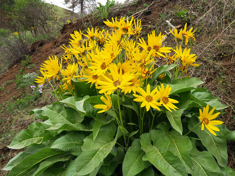 arrow-leaf balsamroot (Balsamorhiza sagittata) [Seid Creek Road, Payette National Forest, Washington County, Idaho]