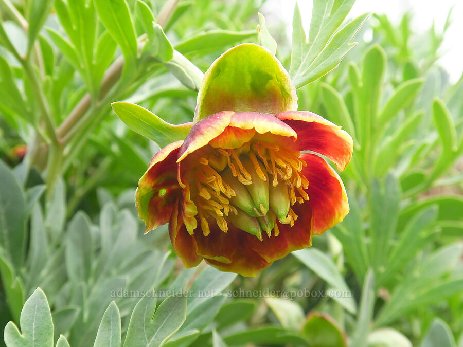 Brown's peony (Paeonia brownii) [Seid Creek Road, Payette National Forest, Washington County, Idaho]