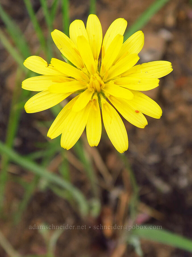 nodding microseris (Microseris nutans (Scorzonella nutans)) [Seid Creek Road, Payette National Forest, Washington County, Idaho]