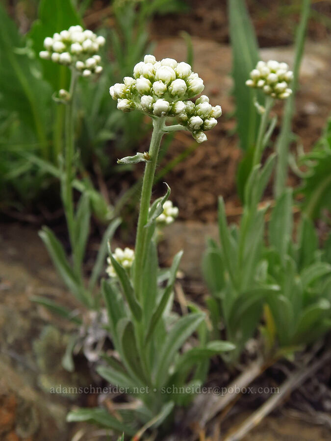 woolly pussy-toes, budding (Antennaria lanata) [Seid Creek Road, Payette National Forest, Washington County, Idaho]