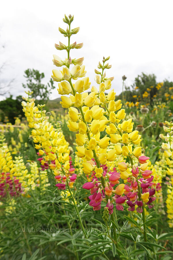 multi-colored spurred lupines (Lupinus arbustus) [Woodhead Park, Washington County, Idaho]
