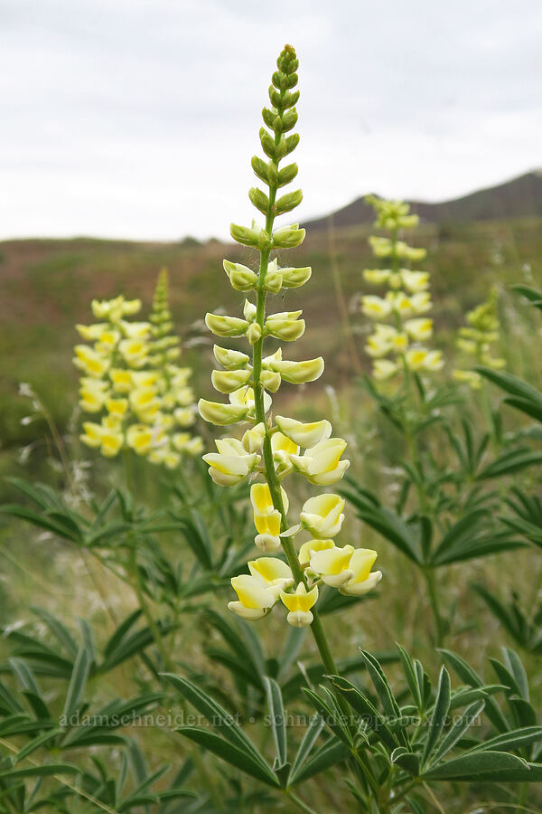 yellow spurred lupine (Lupinus arbustus) [Woodhead Park, Washington County, Idaho]