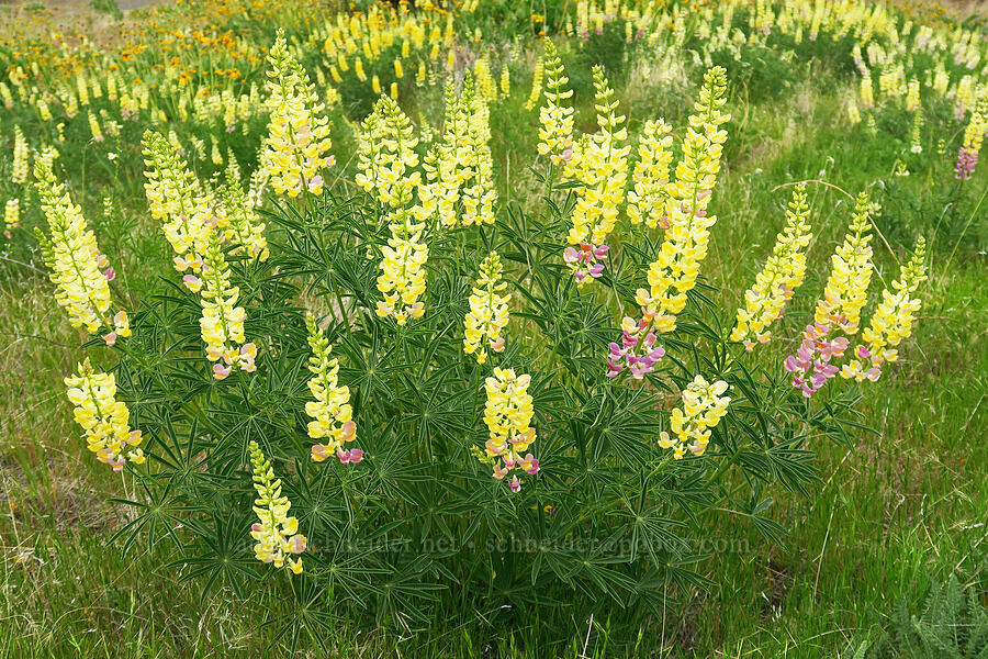 multi-colored spurred lupines (Lupinus arbustus) [Woodhead Park, Washington County, Idaho]