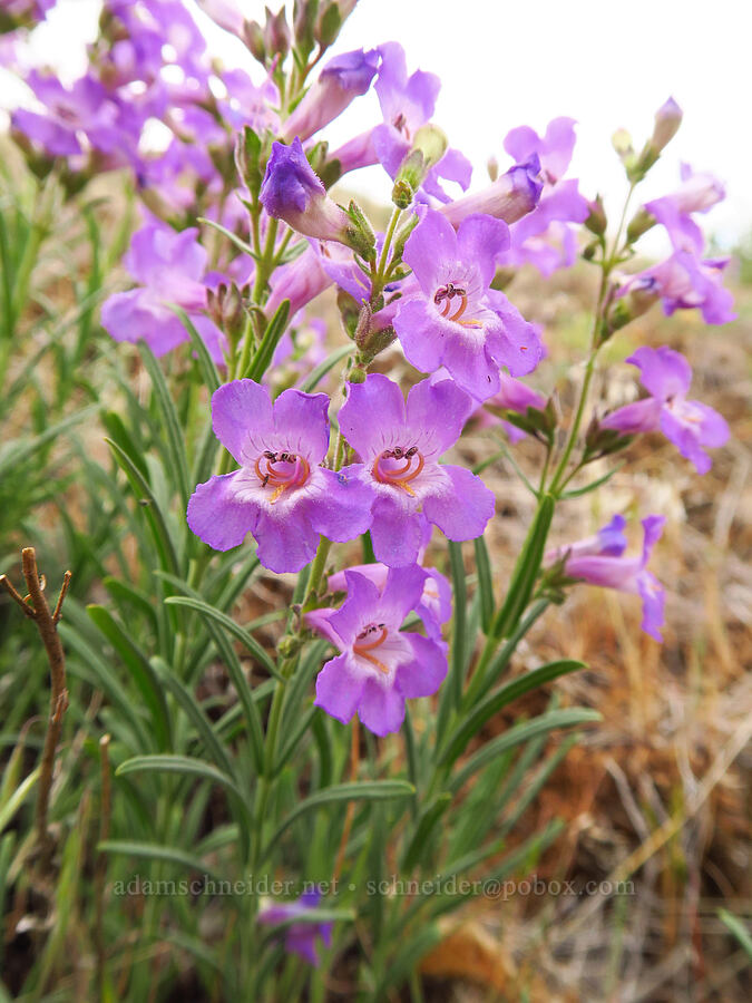 Gairdner's penstemon (Penstemon gairdneri var. oreganus) [Woodhead Park, Washington County, Idaho]