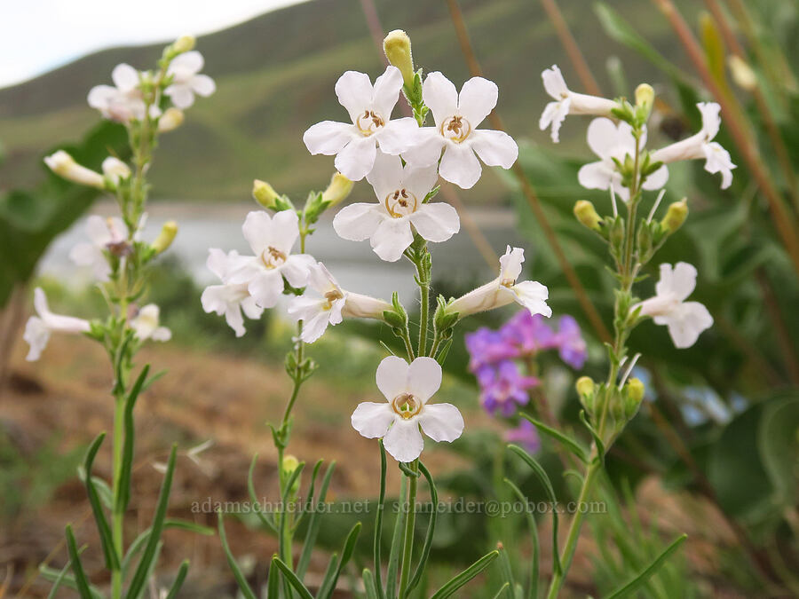 Gairdner's penstemon, white form (Penstemon gairdneri var. oreganus) [Woodhead Park, Washington County, Idaho]