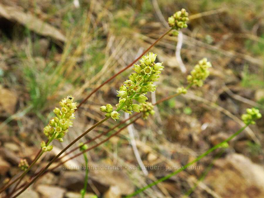gooseberry-leaf alumroot (Heuchera grossulariifolia) [Brownlee Reservoir, Washington County, Idaho]