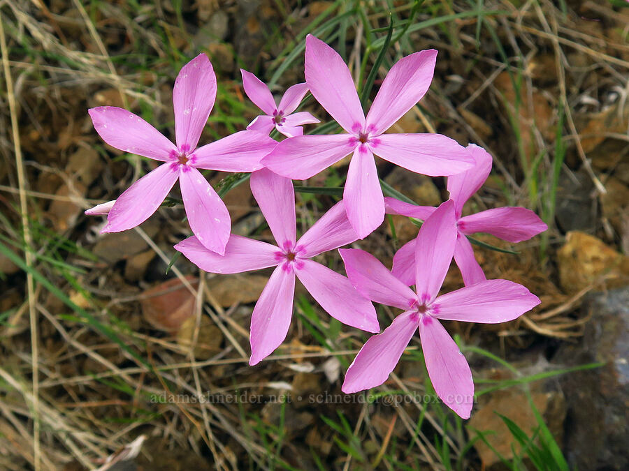 Snake River phlox (Phlox colubrina) [Brownlee Reservoir, Washington County, Idaho]