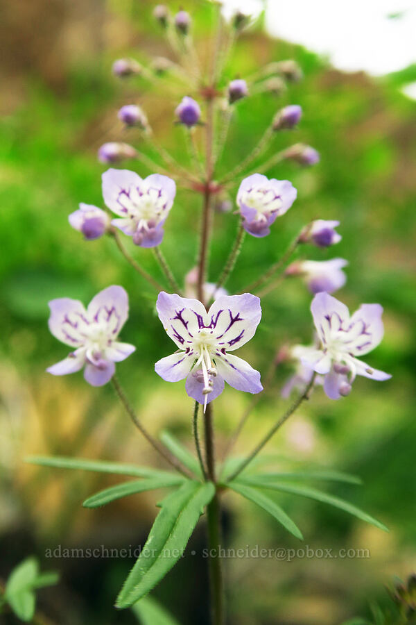large-flowered tonella (Tonella floribunda) [Brownlee Reservoir, Washington County, Idaho]