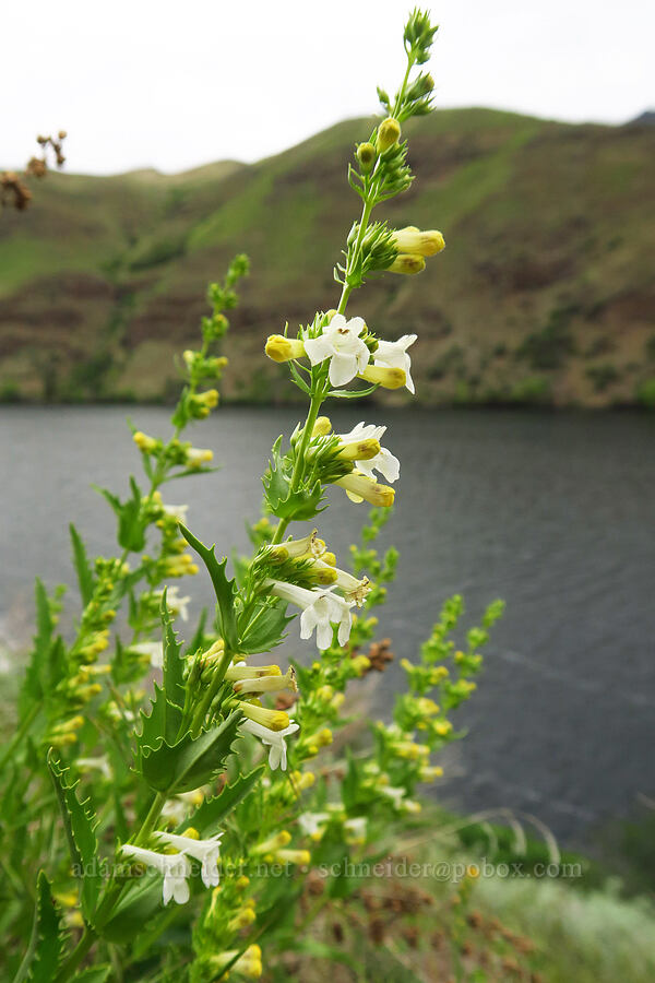 hot-rock penstemon (Penstemon deustus) [Oxbow Reservoir, Baker County, Oregon]