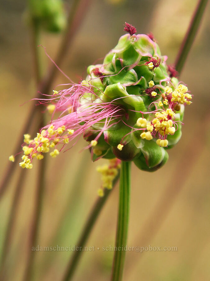 salad burnet (Poterium sanguisorba (Sanguisorba minor)) [Oxbow Reservoir, Baker County, Oregon]