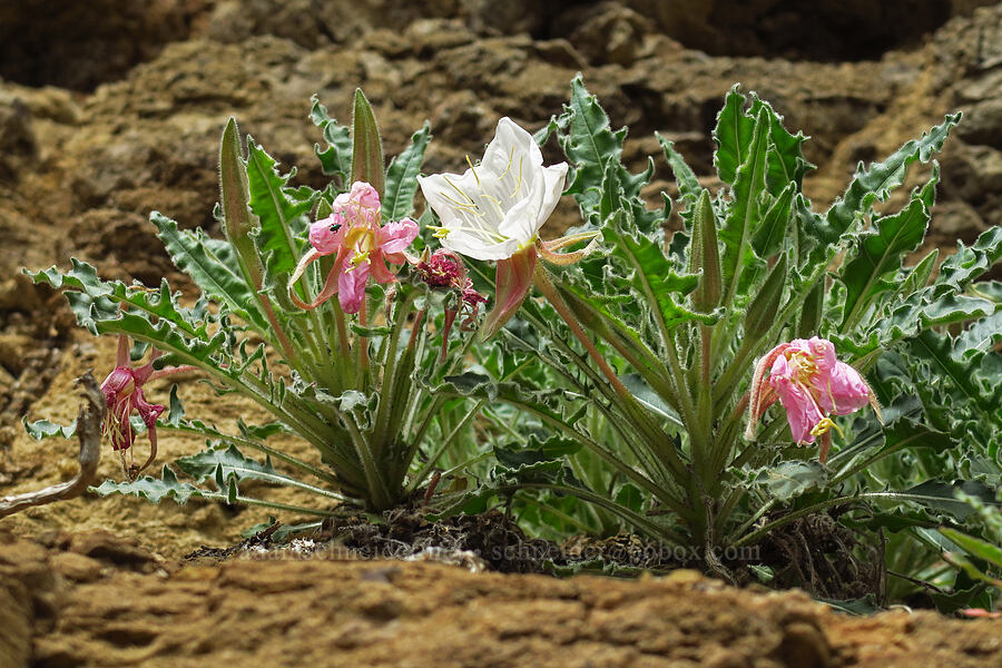 evening primrose (Oenothera caespitosa (Oenothera cespitosa)) [Oxbow Reservoir, Baker County, Oregon]