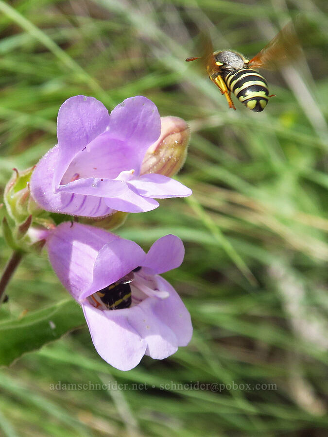 wasps & sticky-stem penstemon (Penstemon glandulosus var. glandulosus) [Oxbow Reservoir, Baker County, Oregon]
