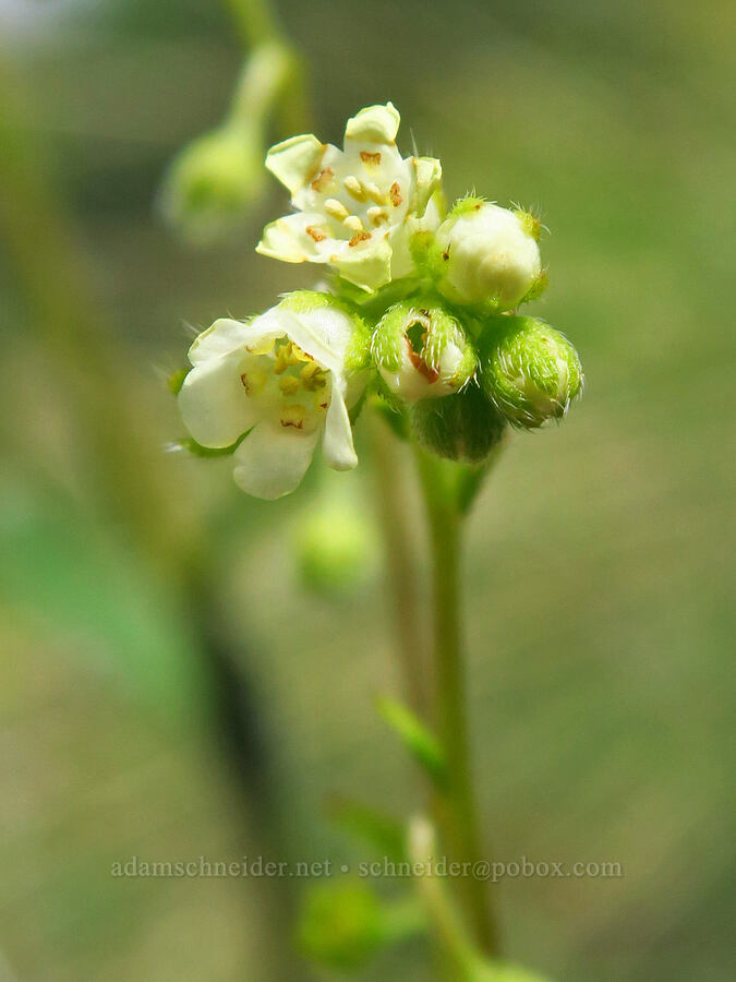 showy stickseed (Hackelia hispida) [Hells Canyon Road, Adams County, Idaho]