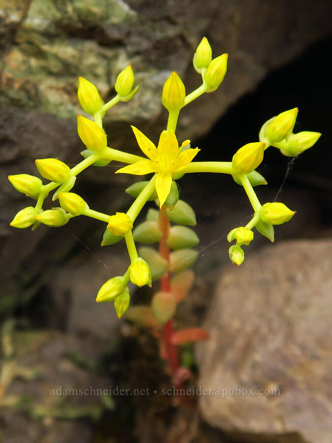 Leiberg's stonecrop (Sedum leibergii) [Hells Canyon Road, Adams County, Idaho]