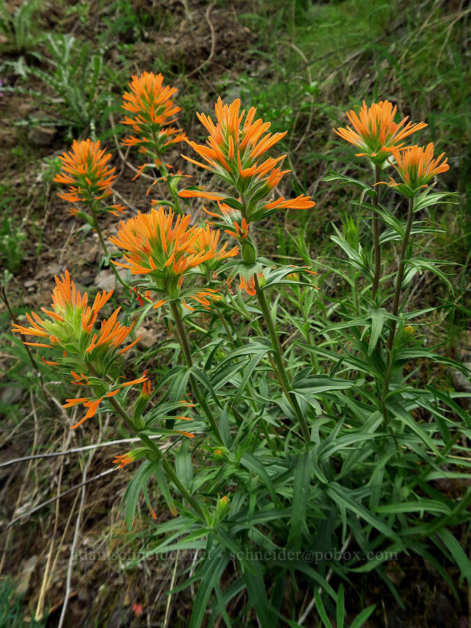 acute paintbrush (Castilleja hispida var. acuta) [Hells Canyon Road, Adams County, Idaho]
