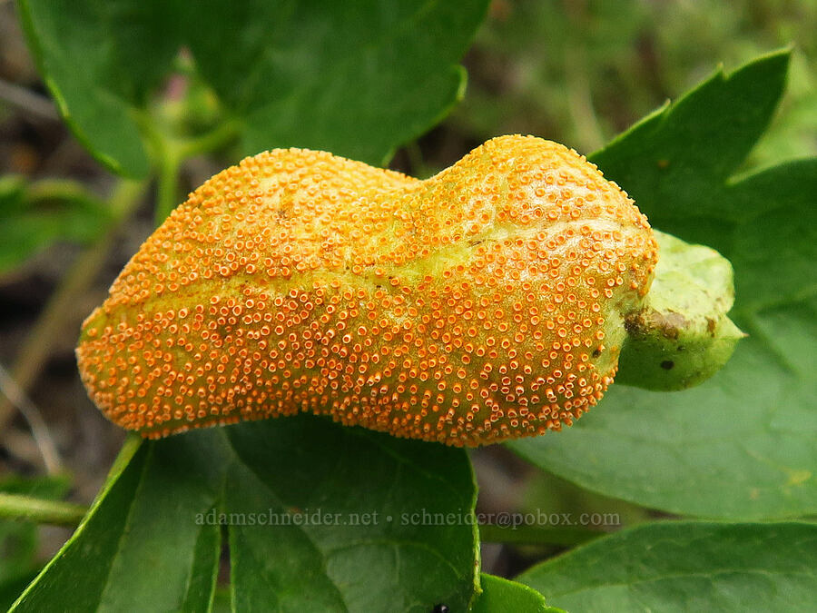 rust fungus gall on clematis leaves (Puccinia recondita, Clematis ligusticifolia) [Stud Creek Trail, Wallowa-Whitman National Forest, Wallowa County, Oregon]
