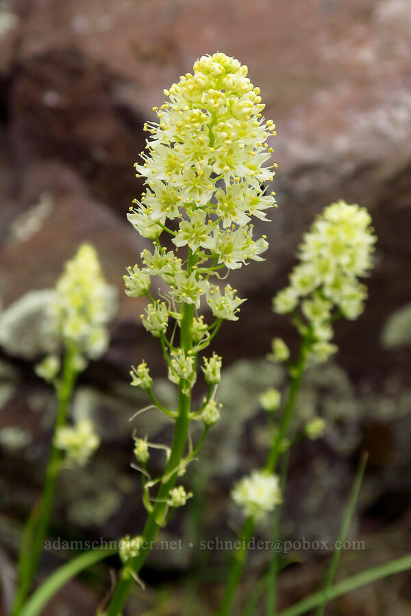 panicled death-camas (Toxicoscordion paniculatum (Zigadenus paniculatus)) [Stud Creek Trail, Wallowa-Whitman National Forest, Wallowa County, Oregon]