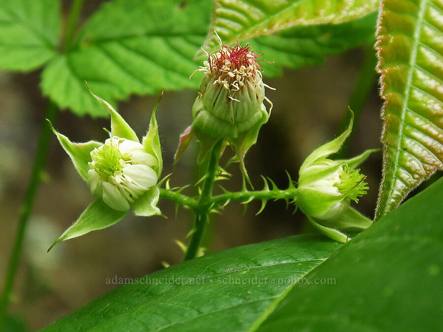 wild raspberry flowers & poison-ivy leaves (Rubus leucodermis, Toxicodendron rydbergii (Rhus rydbergii)) [Stud Creek Trail, Wallowa-Whitman National Forest, Wallowa County, Oregon]