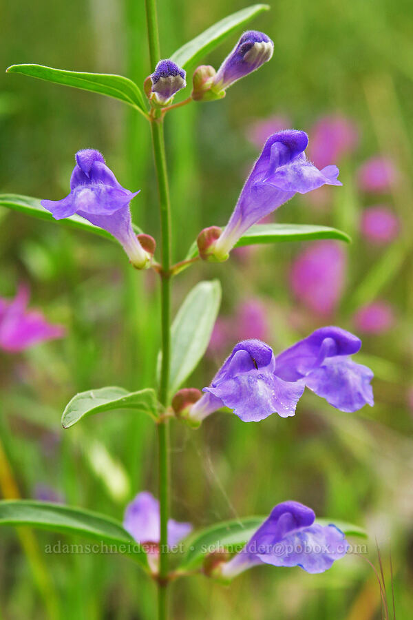 narrow-leaf skullcap (Scutellaria angustifolia) [Stud Creek Trail, Wallowa-Whitman National Forest, Wallowa County, Oregon]