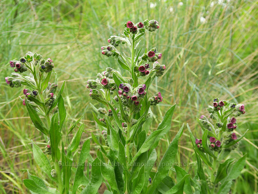 common hound's-tongue (Cynoglossum officinale) [Stud Creek Trail, Wallowa-Whitman National Forest, Wallowa County, Oregon]