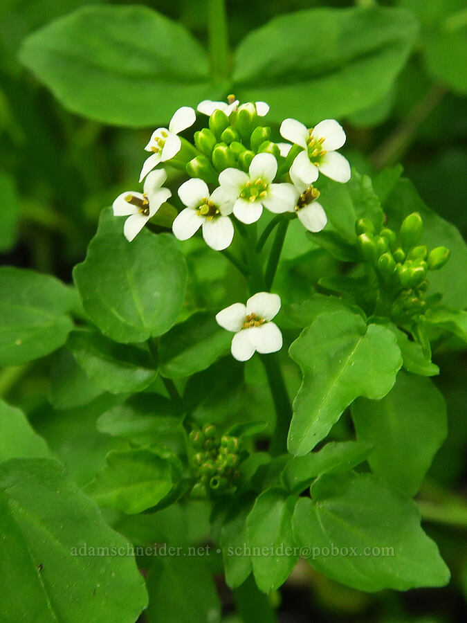water-cress (Nasturtium officinale) [Stud Creek Trail, Wallowa-Whitman National Forest, Wallowa County, Oregon]