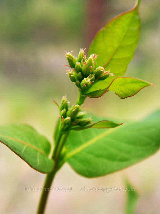 hemp dogbane, budding (Apocynum cannabinum) [Stud Creek Trail, Wallowa-Whitman National Forest, Wallowa County, Oregon]