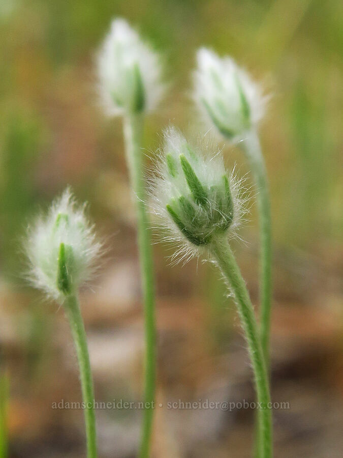 woolly plantain (Plantago patagonica) [Stud Creek Trail, Wallowa-Whitman National Forest, Wallowa County, Oregon]