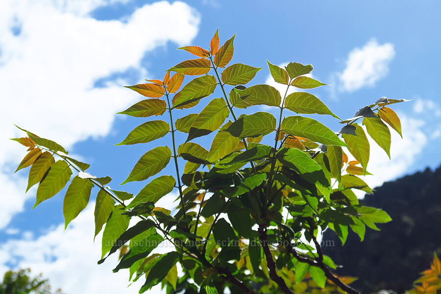 sumac leaves (Rhus glabra) [Stud Creek Trail, Wallowa-Whitman National Forest, Wallowa County, Oregon]