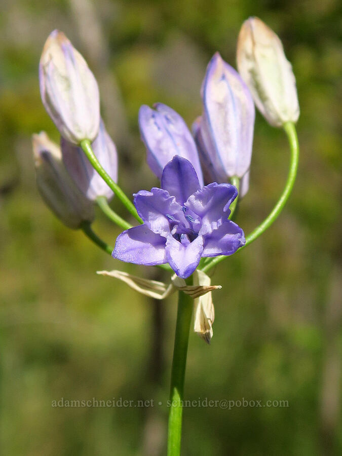 large-flowered cluster lily (Triteleia grandiflora var. grandiflora (Brodiaea douglasii)) [Stud Creek Trail, Wallowa-Whitman National Forest, Wallowa County, Oregon]