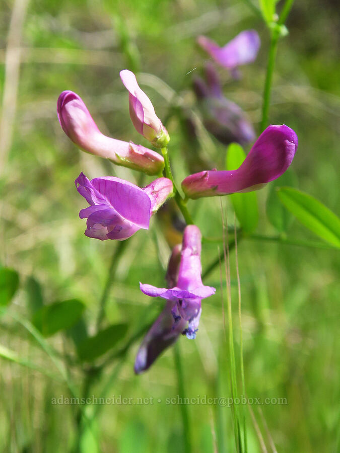 American vetch (Vicia americana) [Stud Creek Trail, Wallowa-Whitman National Forest, Wallowa County, Oregon]
