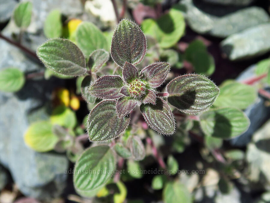 phacelia with round leaves, budding (Phacelia sp.) [Stud Creek Trail, Wallowa-Whitman National Forest, Wallowa County, Oregon]
