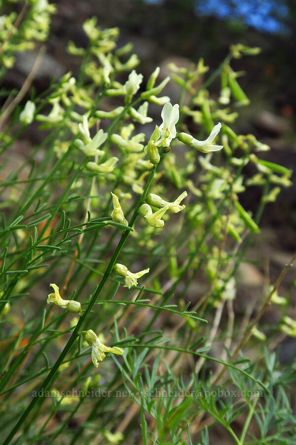 Cusick's milk-vetch (Astragalus cusickii) [Hells Canyon Road, Adams County, Idaho]