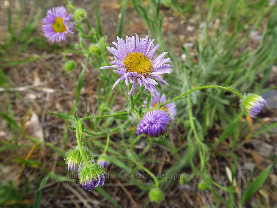 shaggy fleabane (Erigeron pumilus) [Hells Canyon Road, Adams County, Idaho]