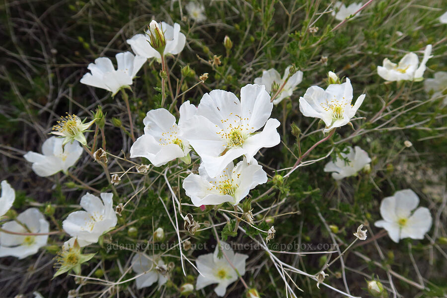 Apache plume (Fallugia paradoxa) [Hells Canyon Road, Adams County, Idaho]