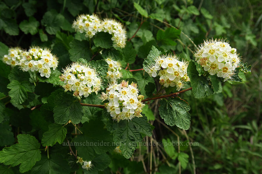 mallow nine-bark (Physocarpus malvaceus) [Hells Canyon Road, Adams County, Idaho]