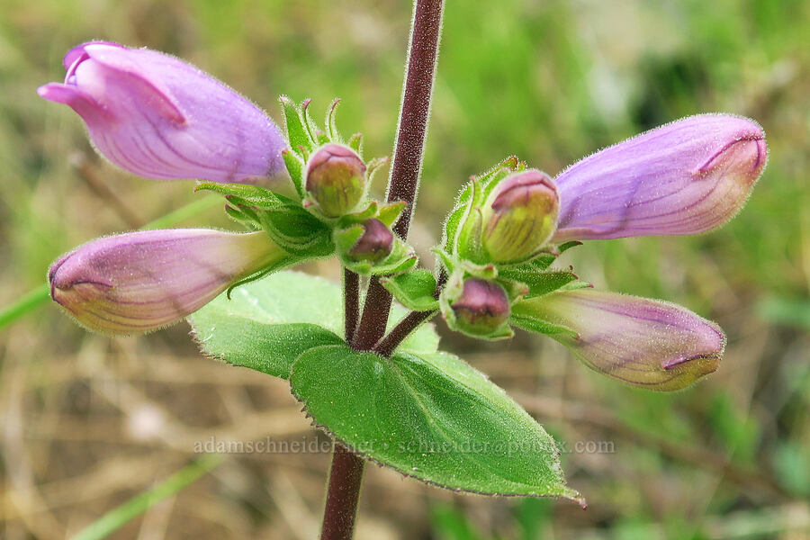 sticky-stem penstemon (Penstemon glandulosus var. glandulosus) [Hells Canyon Road, Adams County, Idaho]