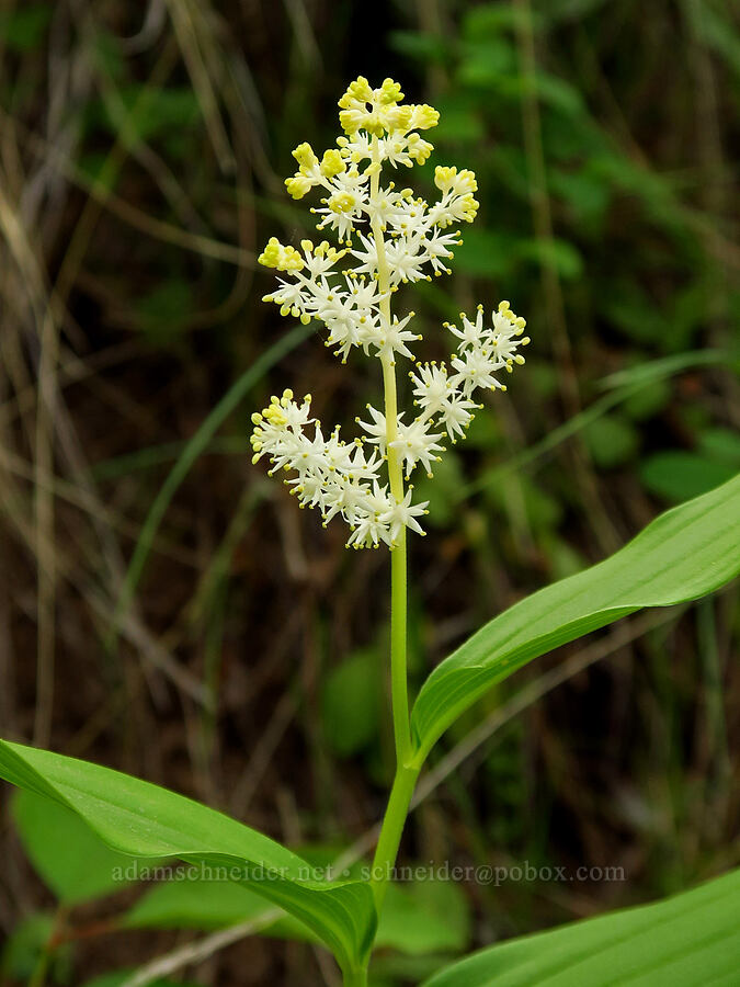 feathery false solomon's-seal (Maianthemum racemosum ssp. amplexicaule (Smilacina racemosa)) [Kleinschmidt Grade, Payette National Forest, Adams County, Idaho]