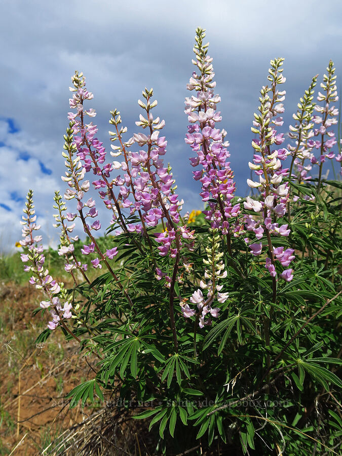 pink spurred lupines (Lupinus arbustus) [Kleinschmidt Grade, Payette National Forest, Adams County, Idaho]