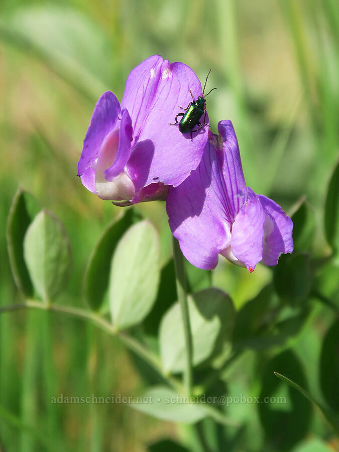 pea-vine (Lathyrus sp.) [Kleinschmidt Grade, Payette National Forest, Adams County, Idaho]