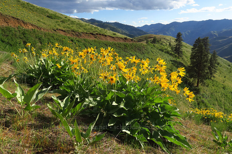 arrow-leaf balsamroot (Balsamorhiza sagittata) [Kleinschmidt Grade, Payette National Forest, Adams County, Idaho]