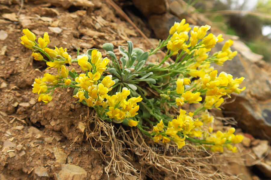 Oregon twin-pod (Physaria oregana) [Kleinschmidt Road, Payette National Forest, Adams County, Idaho]